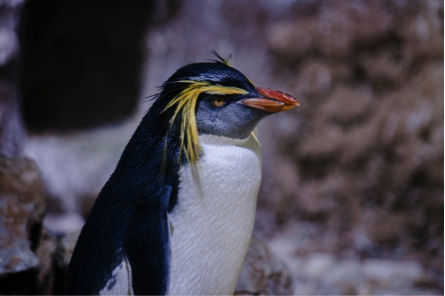 イワトビペンギンの特徴と生息地！日本の水族館で見れる？